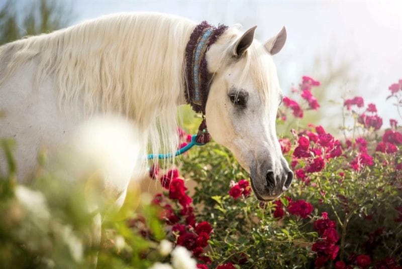 180 картинок с красивыми лошадьми #9
