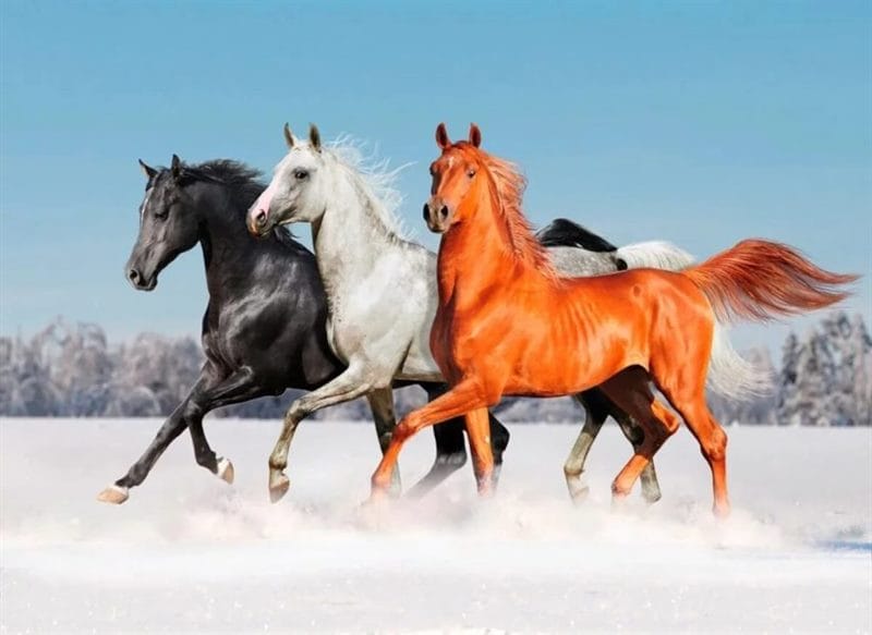 180 картинок с красивыми лошадьми #99