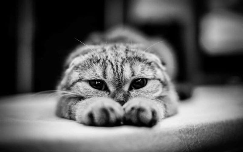 110 фото грустных и плачущих котиков и котят #26