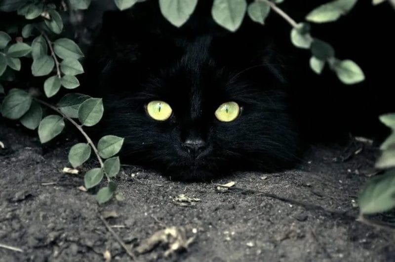 120 картинок с черными котами и котятами #102