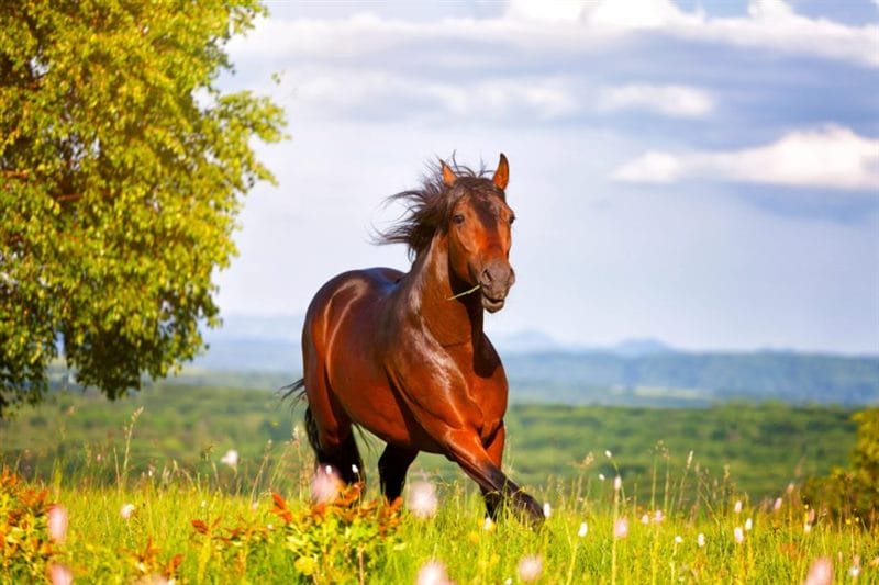 180 картинок с красивыми лошадьми #149