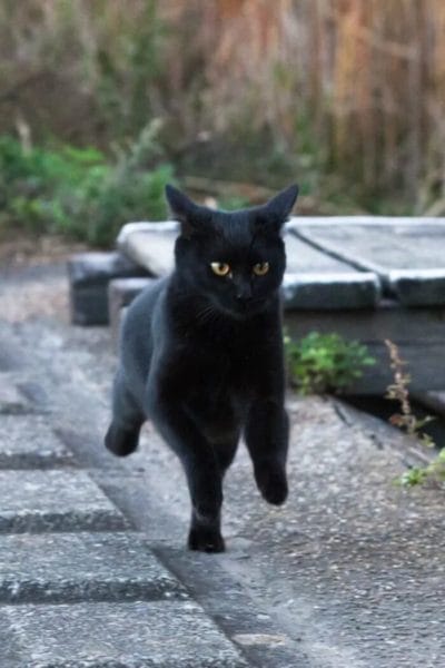 120 картинок с черными котами и котятами #39