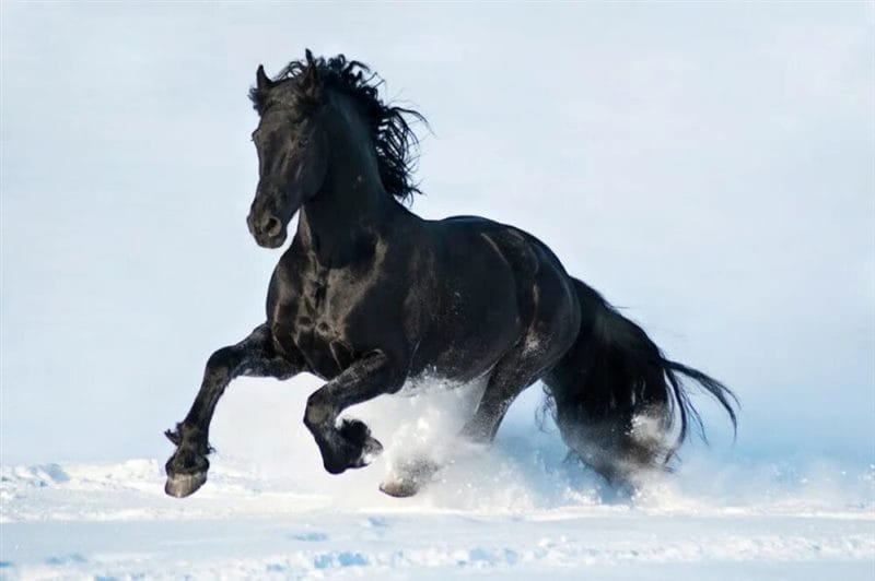 180 картинок с красивыми лошадьми #23