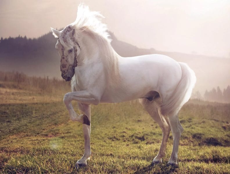 180 картинок с красивыми лошадьми #31
