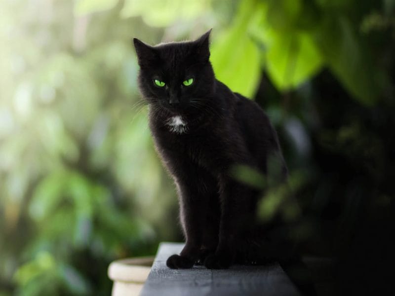 120 картинок с черными котами и котятами #27