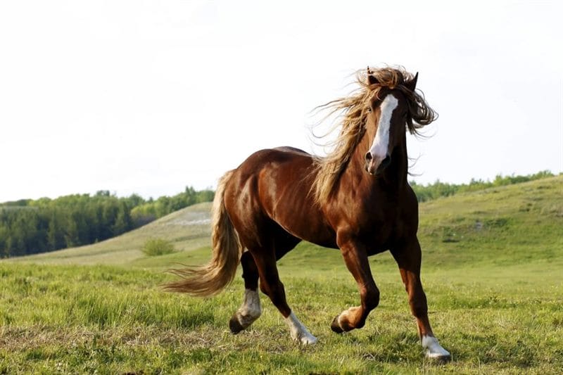 180 картинок с красивыми лошадьми #95