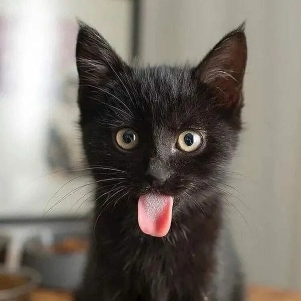 120 картинок с черными котами и котятами #98