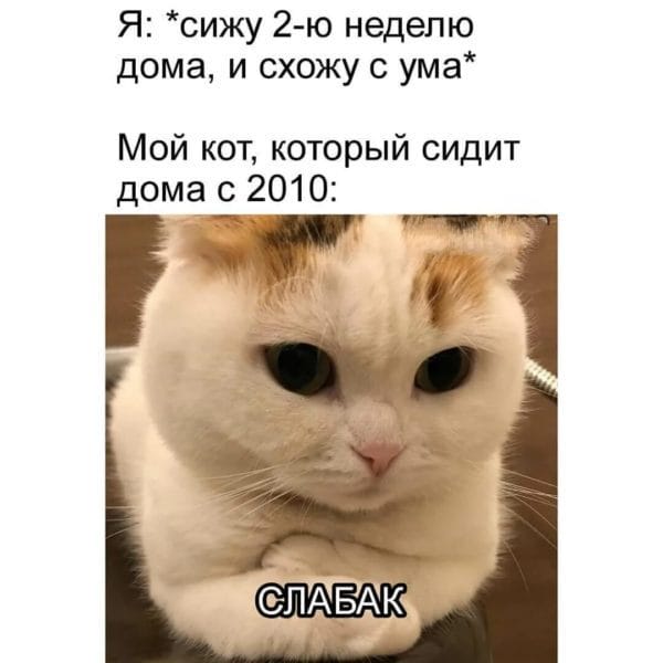 Топ 200 мемов с котиками 2023 #34