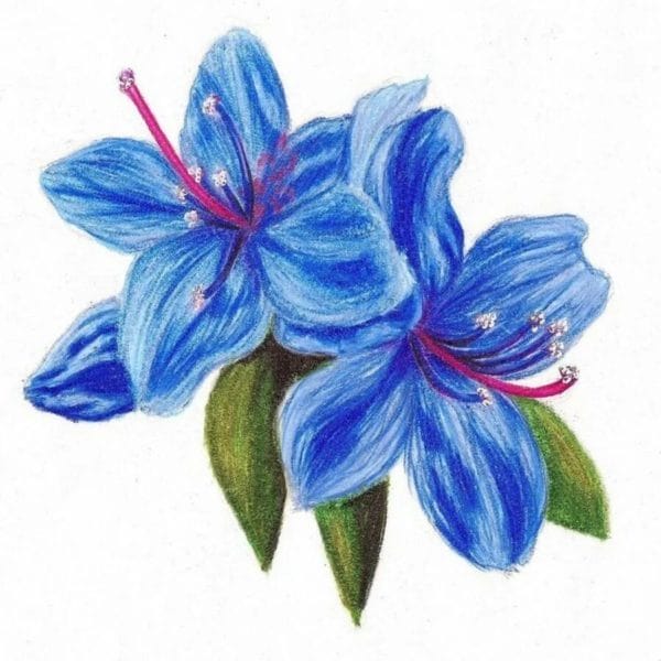 100 рисунков красивых цветов #31