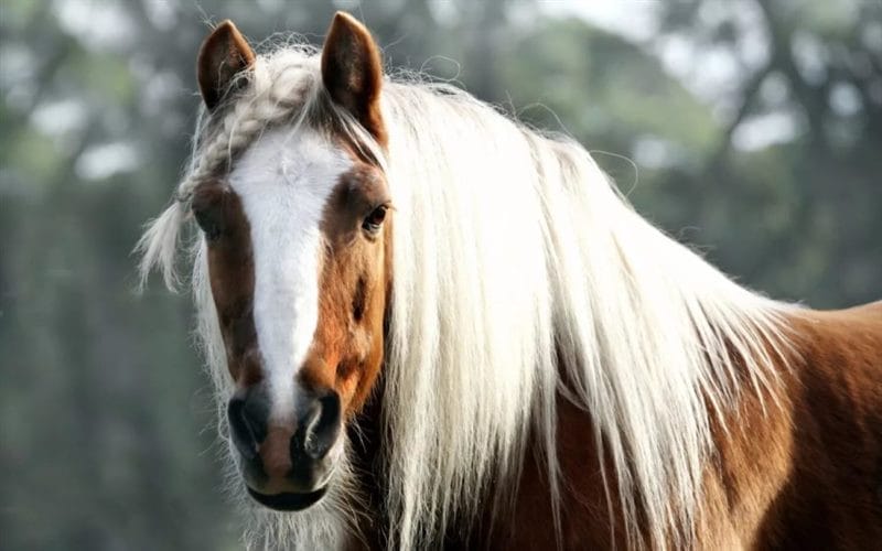 180 картинок с красивыми лошадьми #3