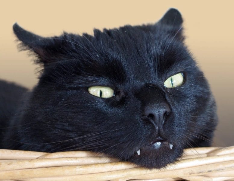 120 картинок с черными котами и котятами #112