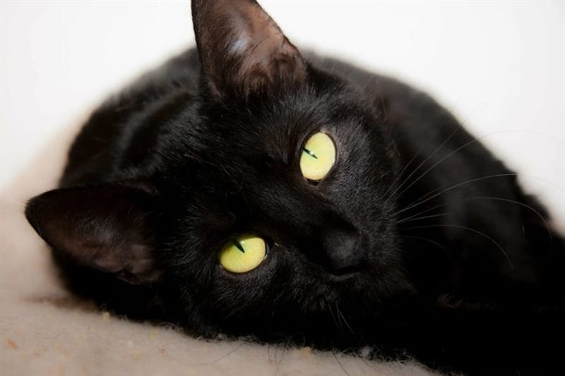 120 картинок с черными котами и котятами #67