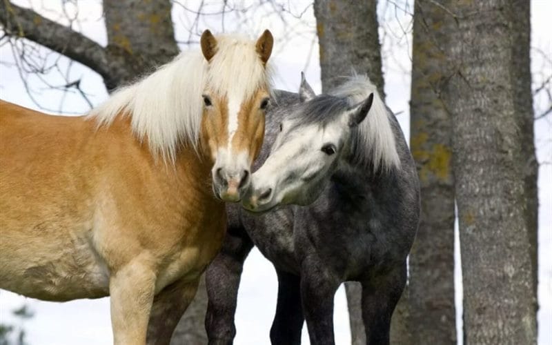 180 картинок с красивыми лошадьми #136