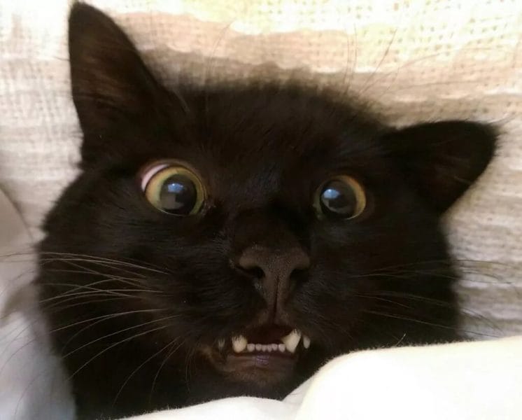 120 картинок с черными котами и котятами #17