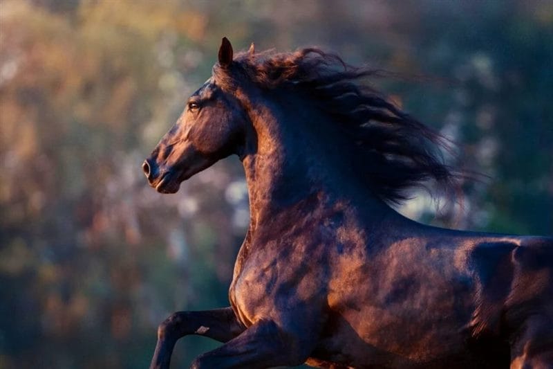 180 картинок с красивыми лошадьми #77
