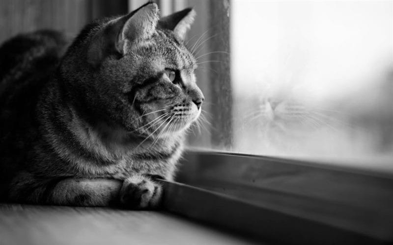 110 фото грустных и плачущих котиков и котят #102