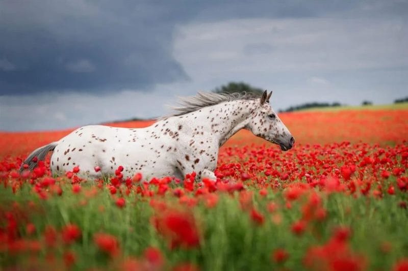 180 картинок с красивыми лошадьми #56