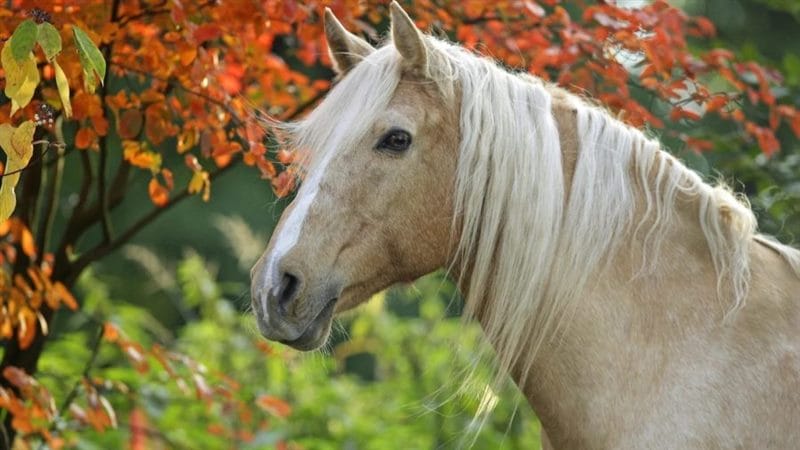 180 картинок с красивыми лошадьми #107
