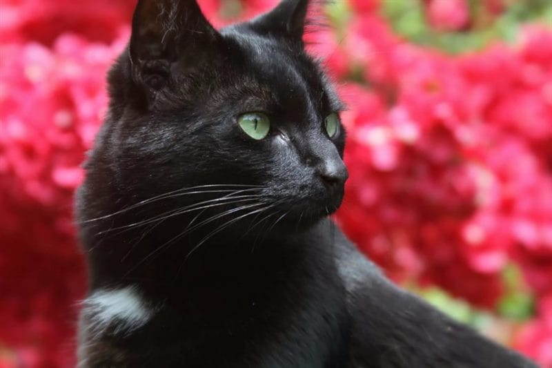 120 картинок с черными котами и котятами #32