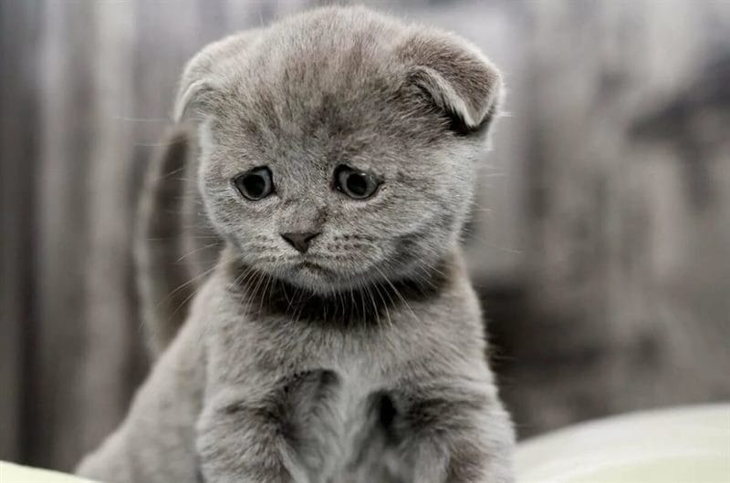 110 фото грустных и плачущих котиков и котят #6
