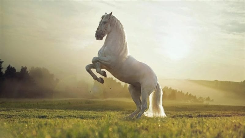 180 картинок с красивыми лошадьми #64