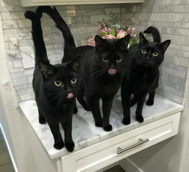120 картинок с черными котами и котятами #88