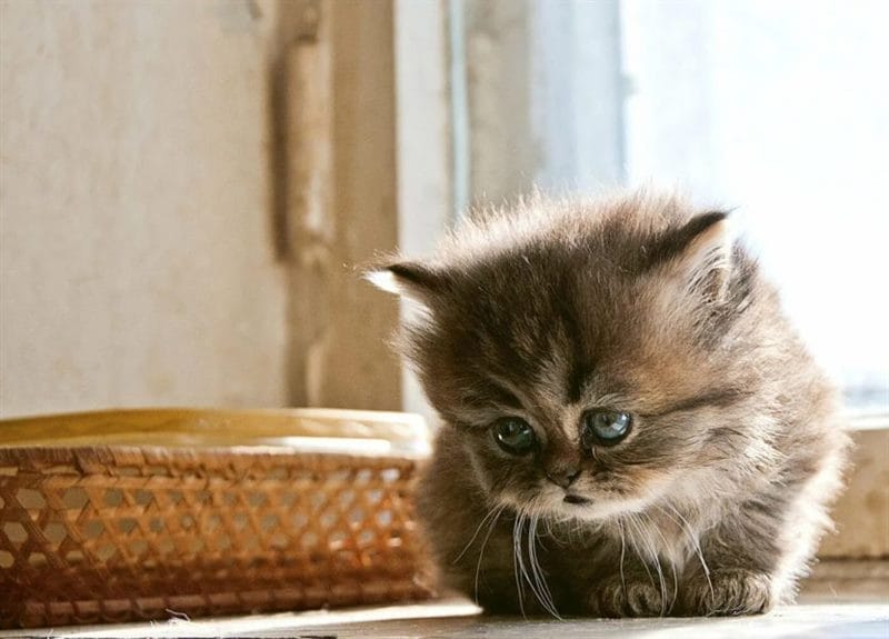 110 фото грустных и плачущих котиков и котят #10