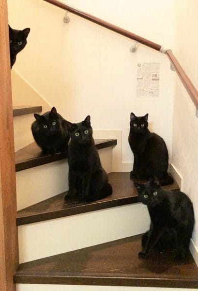 120 картинок с черными котами и котятами #22