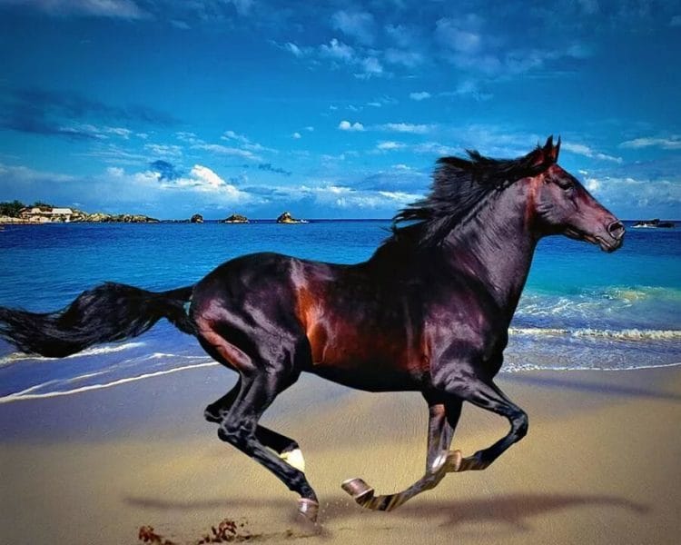 180 картинок с красивыми лошадьми #178