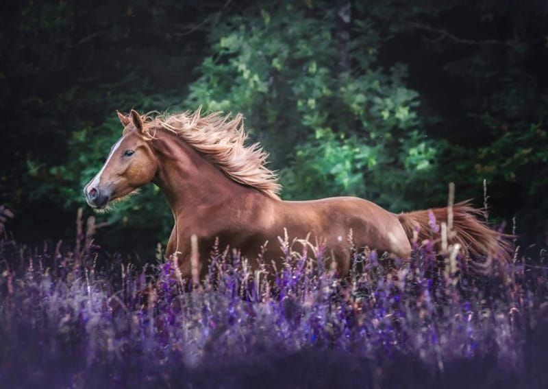 180 картинок с красивыми лошадьми #45