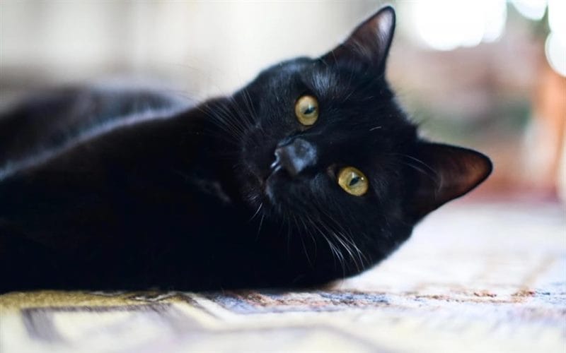 120 картинок с черными котами и котятами #12
