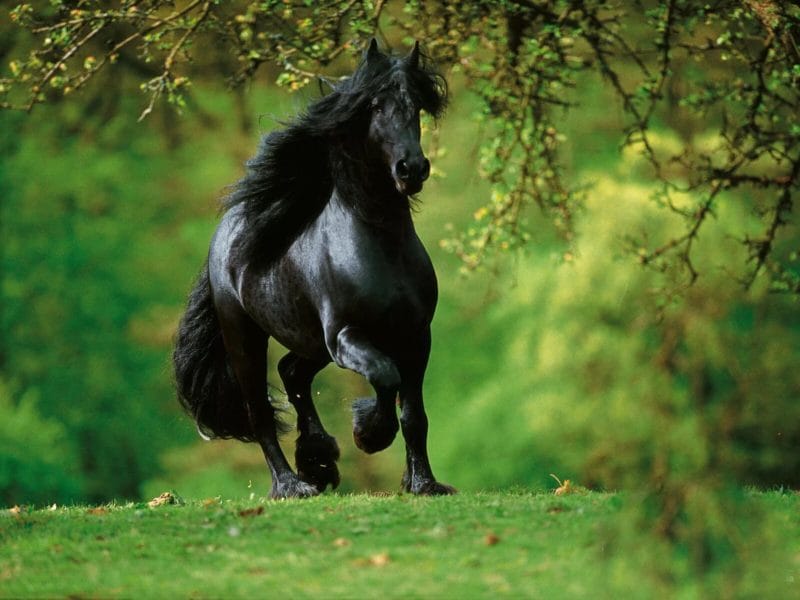 180 картинок с красивыми лошадьми #30