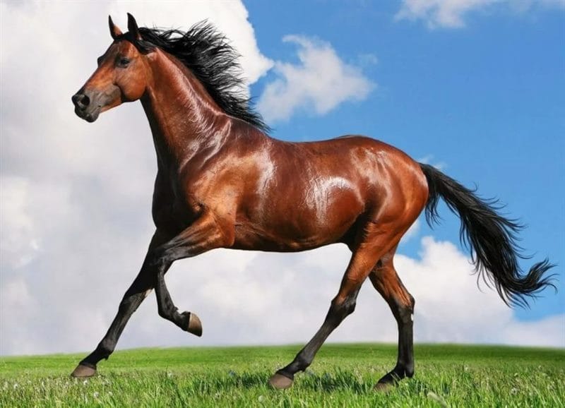 180 картинок с красивыми лошадьми #111