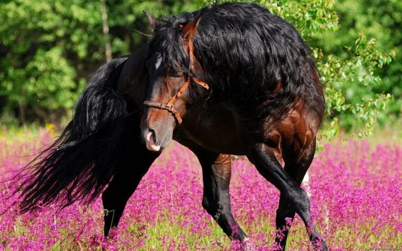 180 картинок с красивыми лошадьми #175