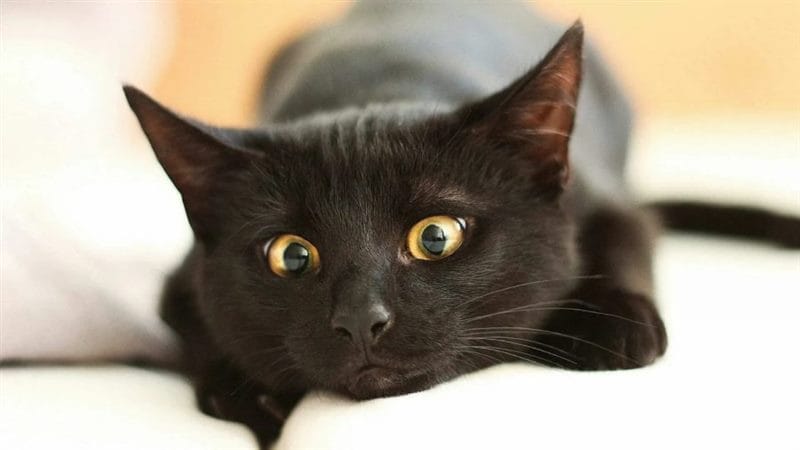 120 картинок с черными котами и котятами #108