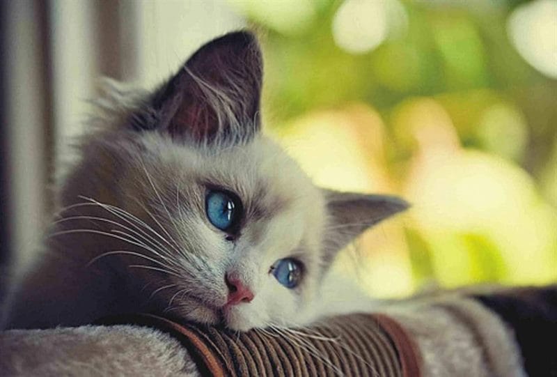 110 фото грустных и плачущих котиков и котят #100
