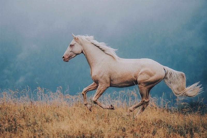 180 картинок с красивыми лошадьми #100