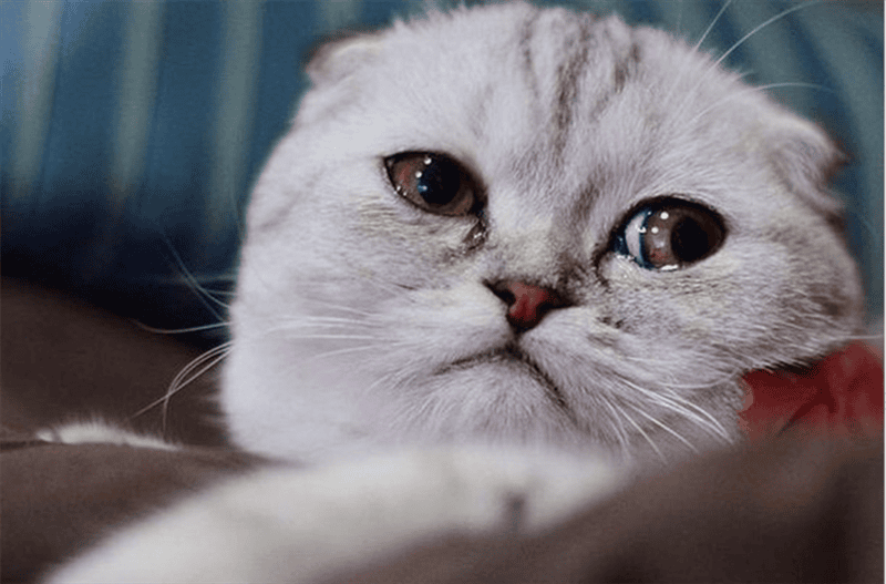 110 фото грустных и плачущих котиков и котят #9