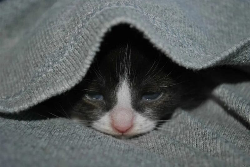 110 фото грустных и плачущих котиков и котят #24