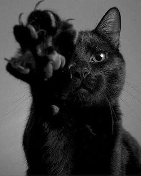 120 картинок с черными котами и котятами #38