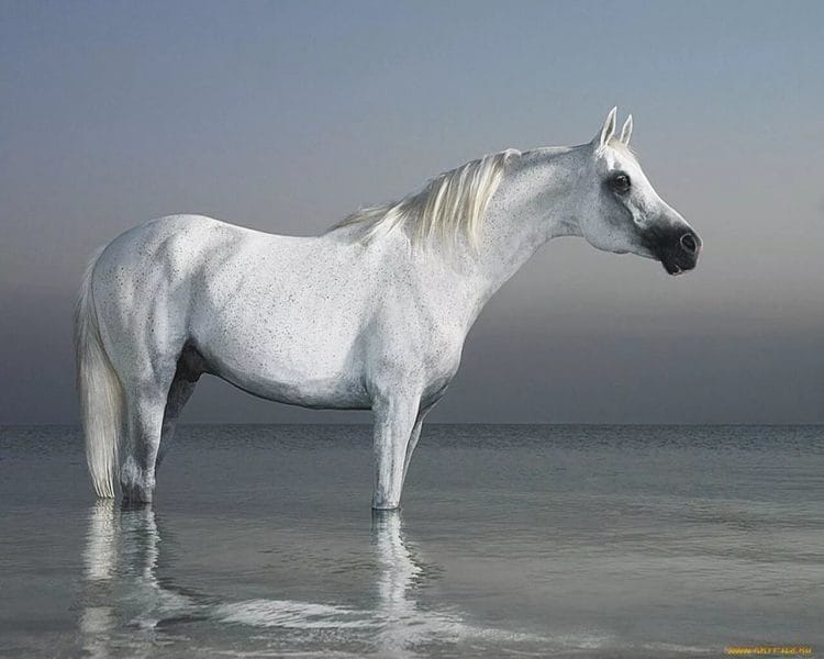 180 картинок с красивыми лошадьми #94