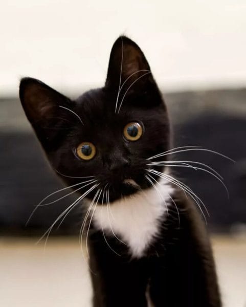 120 картинок с черными котами и котятами #82
