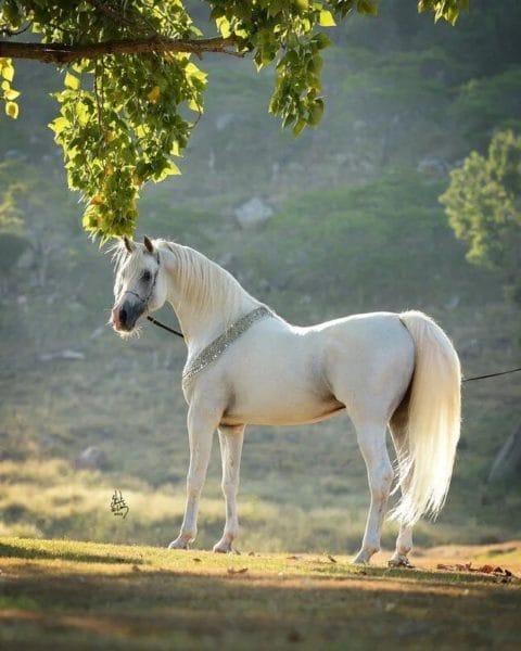 180 картинок с красивыми лошадьми #71