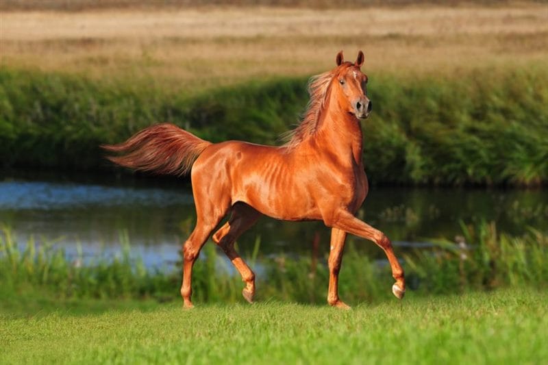 180 картинок с красивыми лошадьми #25