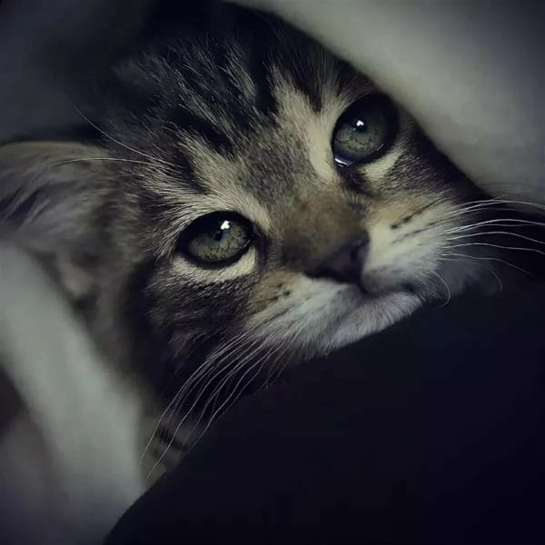 110 фото грустных и плачущих котиков и котят #48