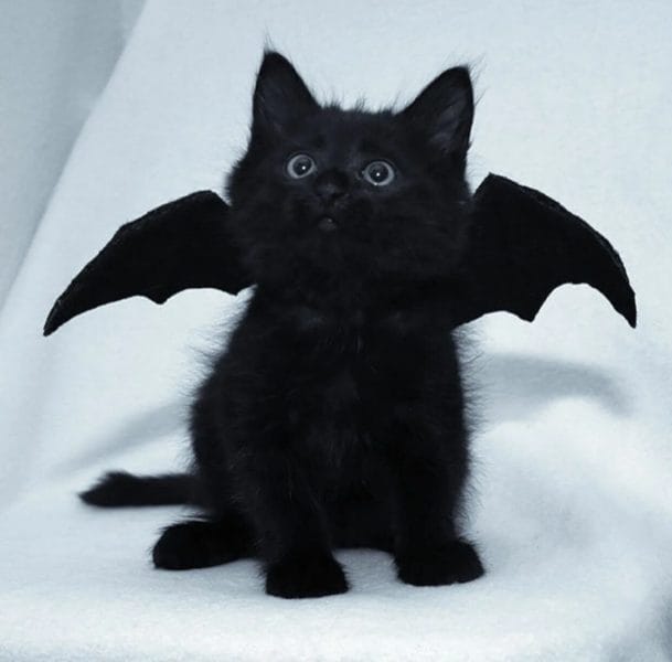 120 картинок с черными котами и котятами #96