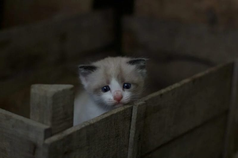 110 фото грустных и плачущих котиков и котят #96