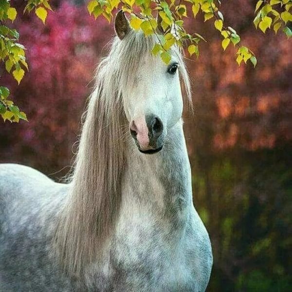 180 картинок с красивыми лошадьми #96
