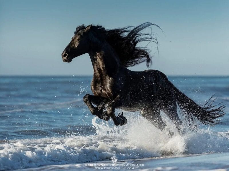 180 картинок с красивыми лошадьми #13
