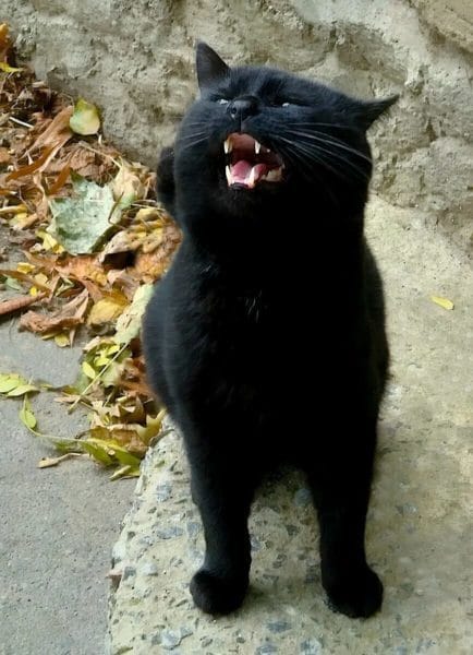 120 картинок с черными котами и котятами #76